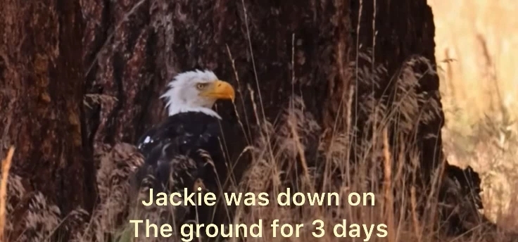 猛禽八點檔特別篇|Jackie女王重病失蹤、遭亞成鳥圍攻!大熊湖白頭海鵰最新消息與救援全紀錄 - 第6張圖 猛禽八點檔特別篇|Jackie女王重病失蹤、遭亞成鳥圍攻!大熊湖白頭海鵰最新消息與救援全紀錄