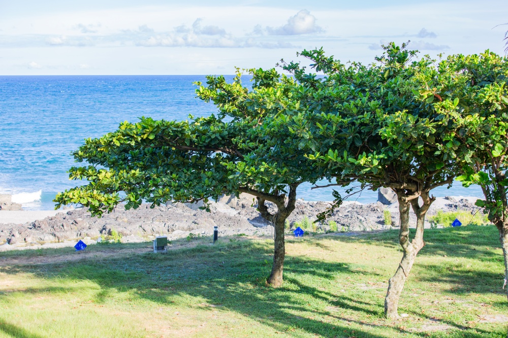 台東/長濱。巴歌浪船屋藝術園區 | 午後海風、漂流木藝術與山海料理的放鬆時光 - 第8張圖 台東/長濱。巴歌浪船屋藝術園區 | 午後海風、漂流木藝術與山海料理的放鬆時光