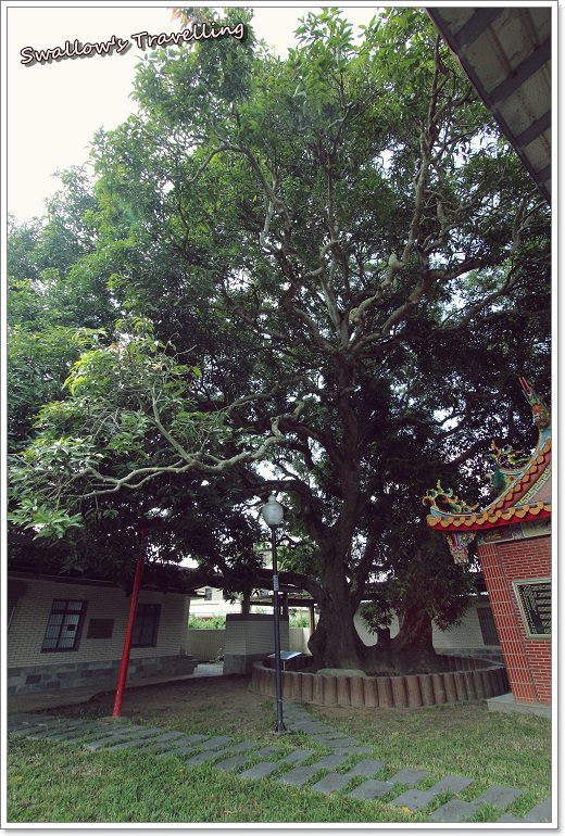14_400年芒果樹