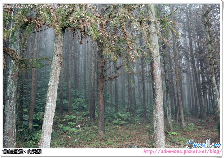 03_霧氣瀰漫的森林