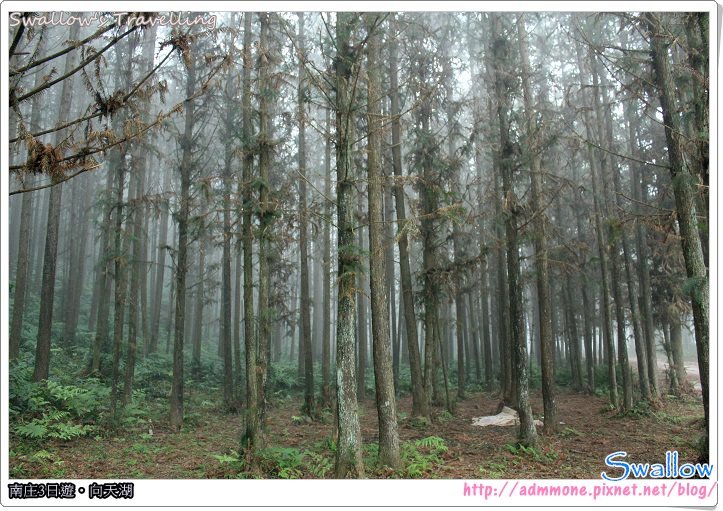 05_霧氣瀰漫的森林