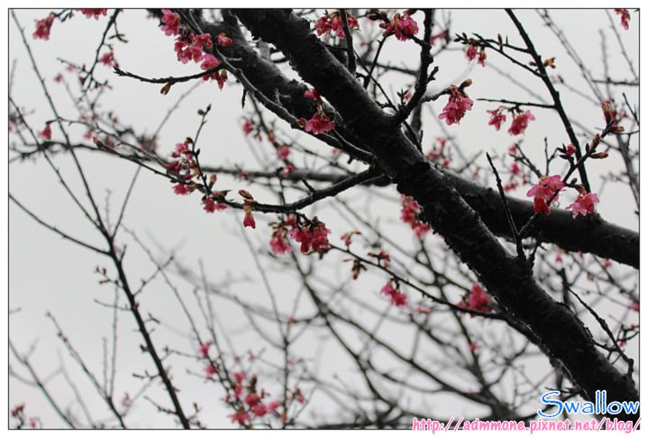 12_雨中的櫻花.jpg