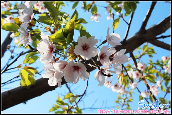 36_39_中島公園的櫻花.jpg