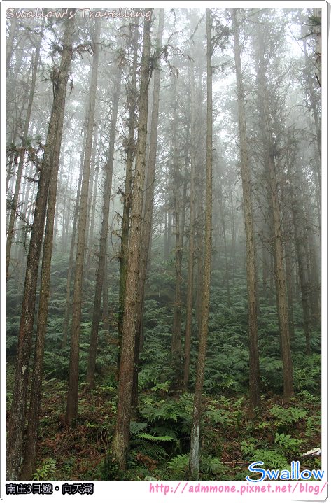 04_霧氣瀰漫的森林