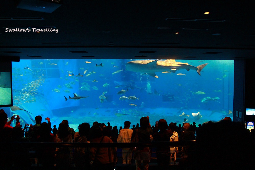 29_沖繩美麗海水族館