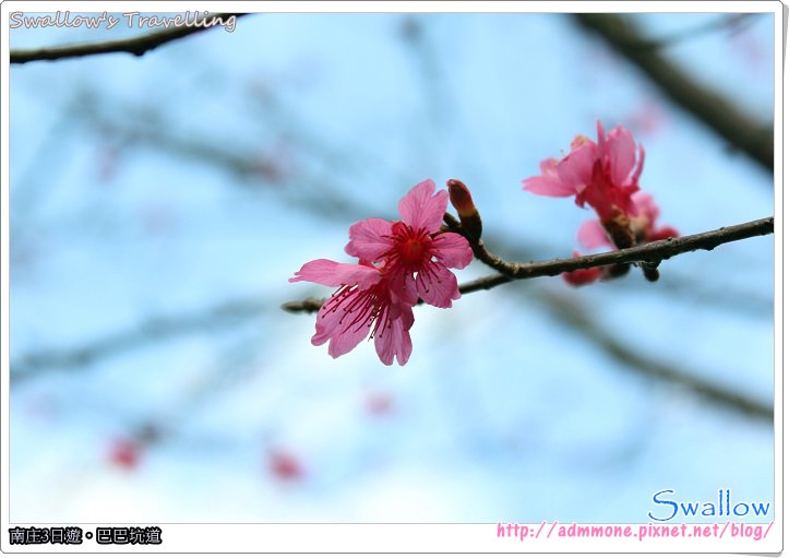 05_沿途的櫻花樹